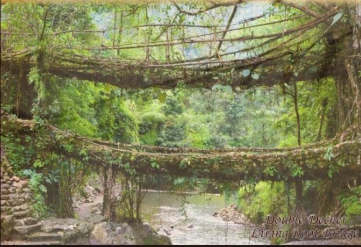 Living Roots Lodge Cherrapunji Ngoại thất bức ảnh